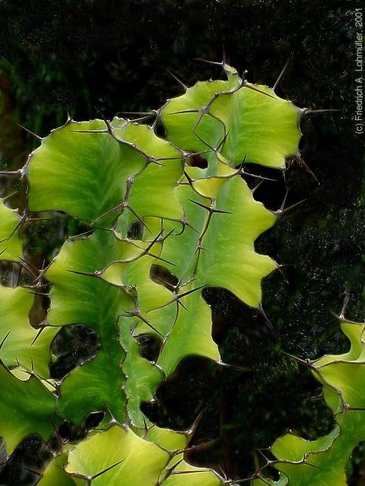 Euphorbia grandicornus