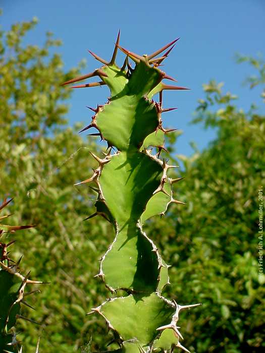 Euphorbia grandicornus