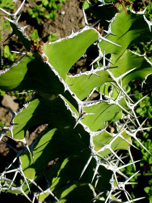 Euphorbia grandicornus