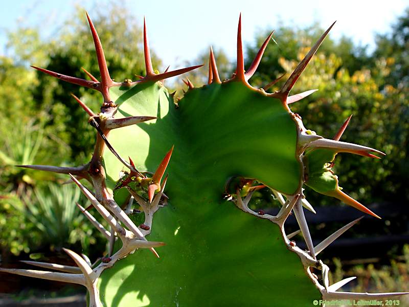 Euphorbia grandicornus