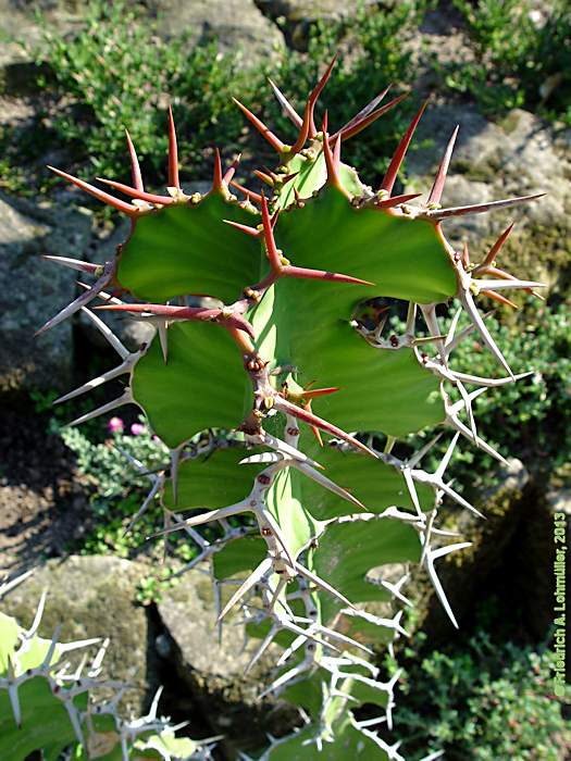 Euphorbia grandicornus