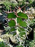 Euphorbia grandicornus