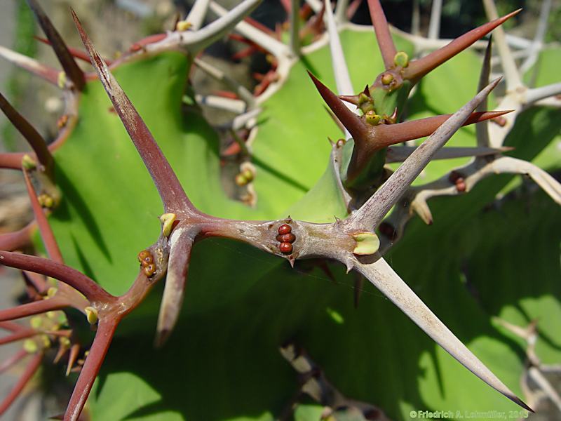 Euphorbia grandicornus