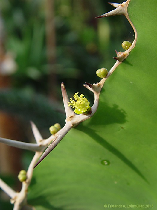 Euphorbia grandicornus