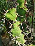 Euphorbia grandicornis