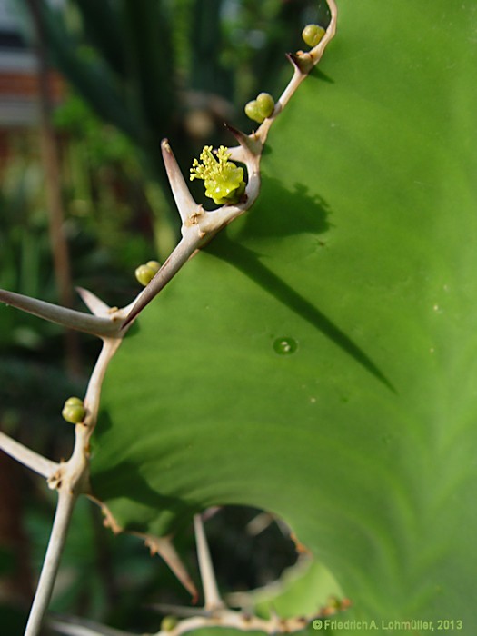 Euphorbia grandicornus