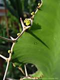 Euphorbia grandicornus