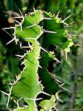 Euphorbia grandicornus