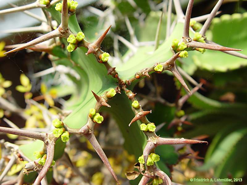 Euphorbia grandicornus