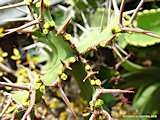 Euphorbia grandicornus