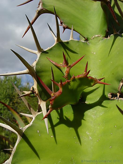 Euphorbia grandicornus