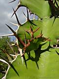 Euphorbia grandicornus