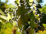 Euphorbia grandicornus