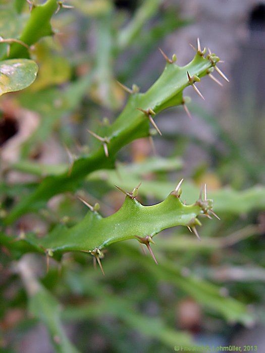 Euphorbia grandidens