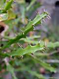 Euphorbia grandidens