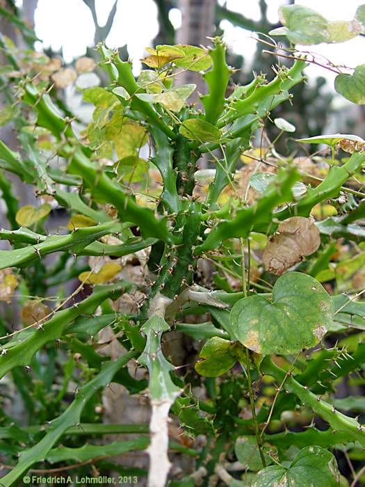 Euphorbia grandidens