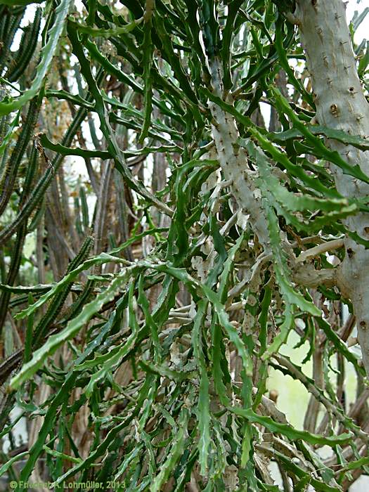 Euphorbia grandidens