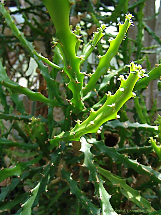 Euphorbia grandidens