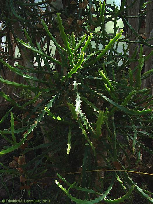 Euphorbia grandidens