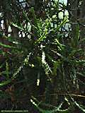 Euphorbia grandidens