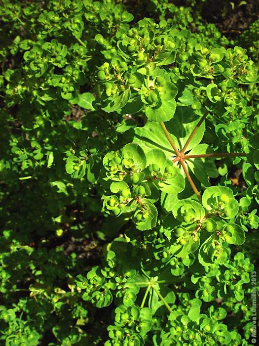 Euphorbia helioscopia