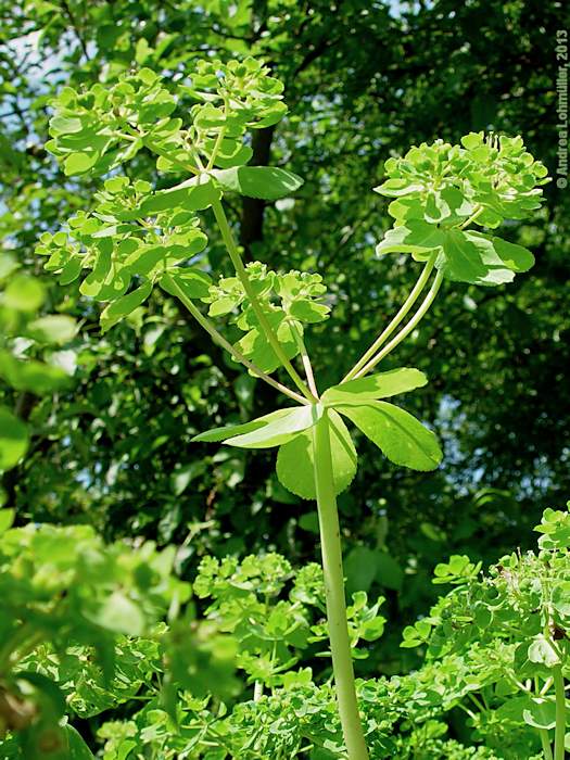 Euphorbia helioscopia