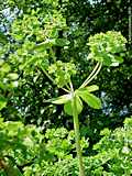 Euphorbia helioscopia