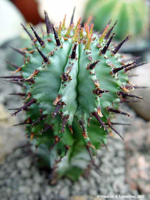 Euphorbia horrida