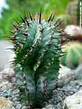 Euphorbia horrida