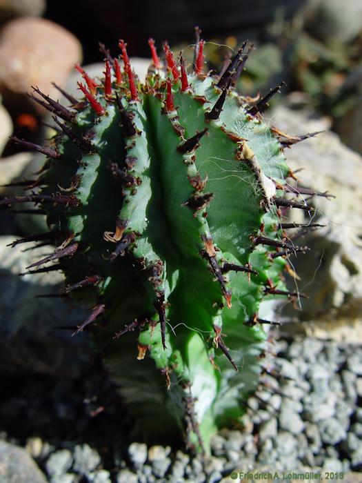 Euphorbia horrida