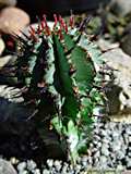 Euphorbia horrida