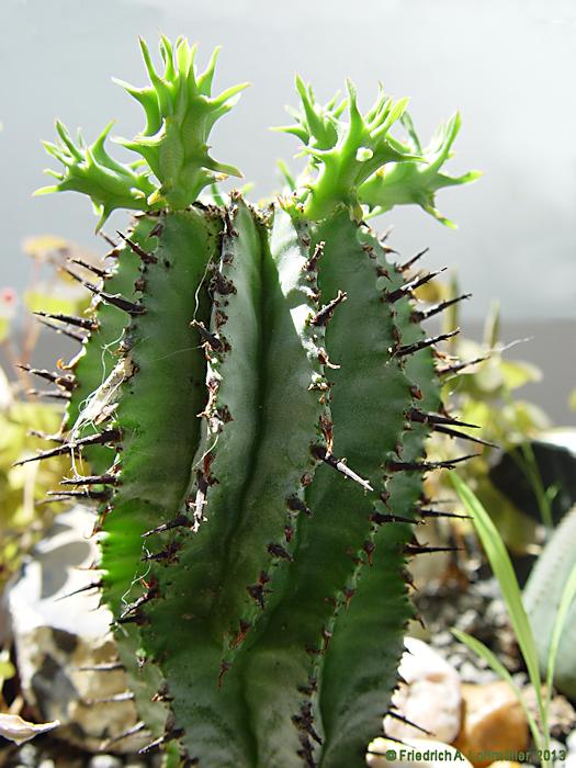 Euphorbia horrida