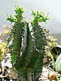 Euphorbia horrida