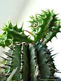 Euphorbia horrida