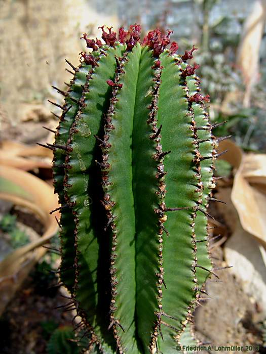 Euphorbia horrida