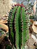 Euphorbia horrida