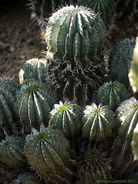 Euphorbia horrida