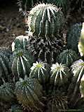 Euphorbia horrida