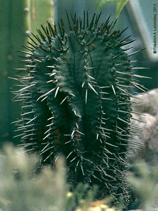 Euphorbia horrida