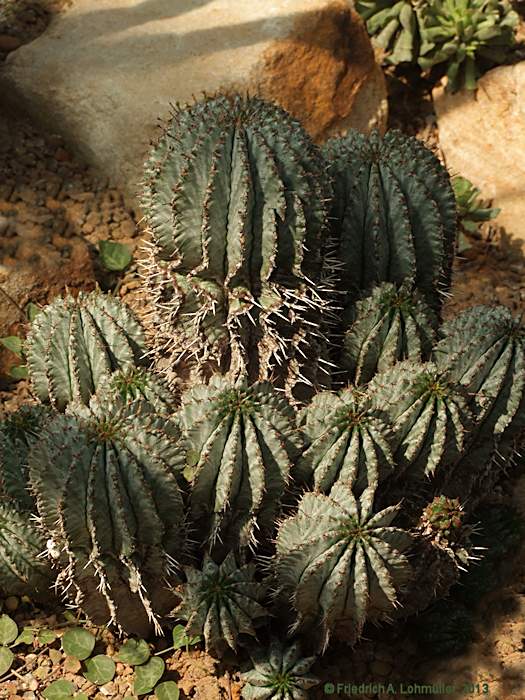 Euphorbia horrida