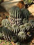 Euphorbia horrida