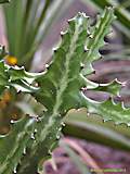 Euphorbia lactea