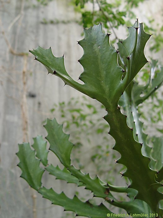 Euphorbia lactea