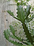 Euphorbia lactea