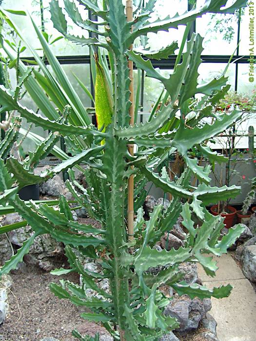 Euphorbia lactea