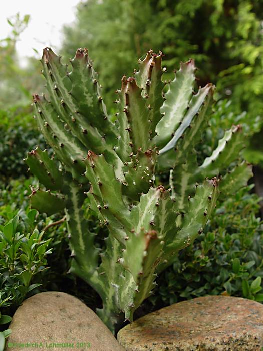 Euphorbia lactea