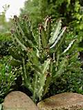 Euphorbia lactea