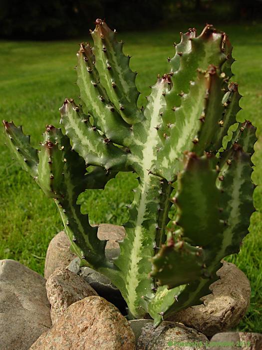 Euphorbia lactea