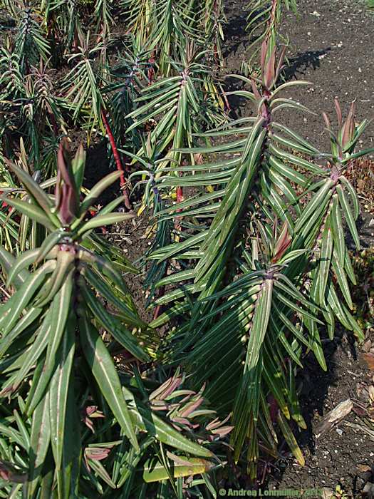 Euphorbia lathyris