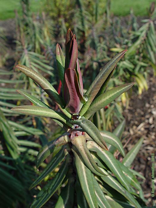 Euphorbia lathyris